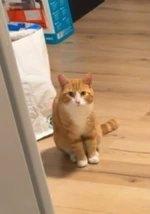 Found Cat in TrøGstad