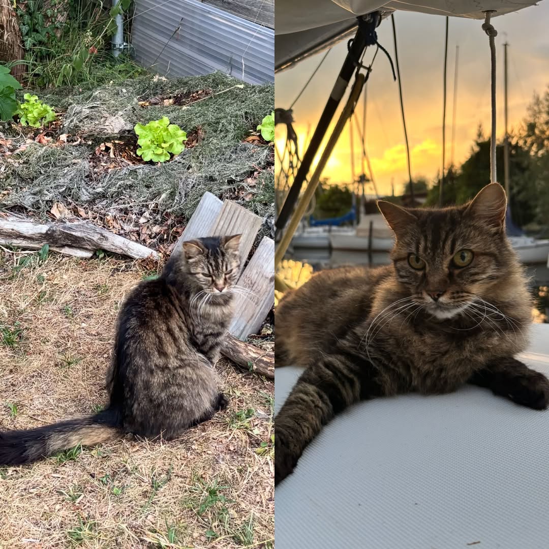 Lost Cat in Misery-Courtion