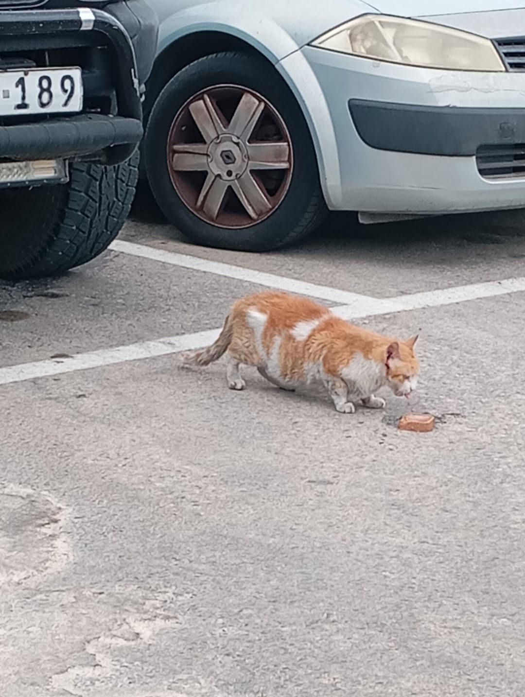 Found Cat in Malta
