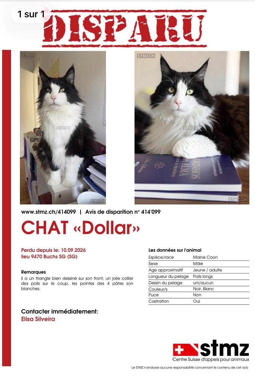 Lost Cat in Buchs SG