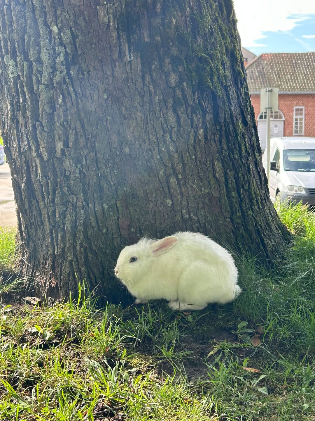Found rabbit
