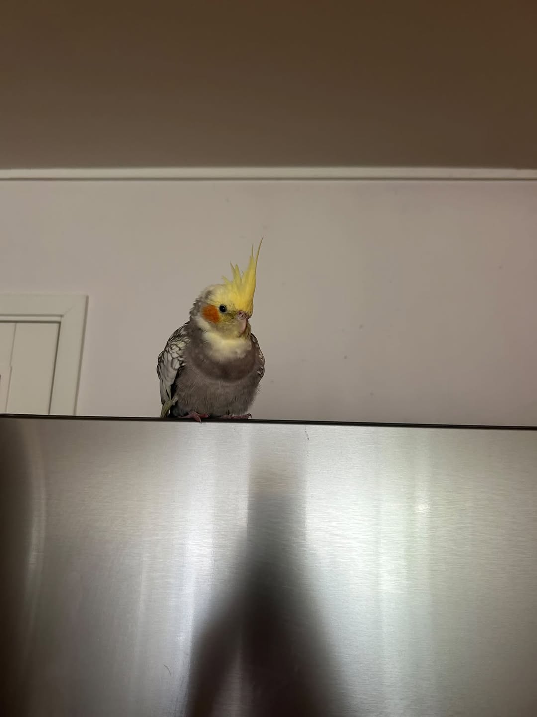 Found bird