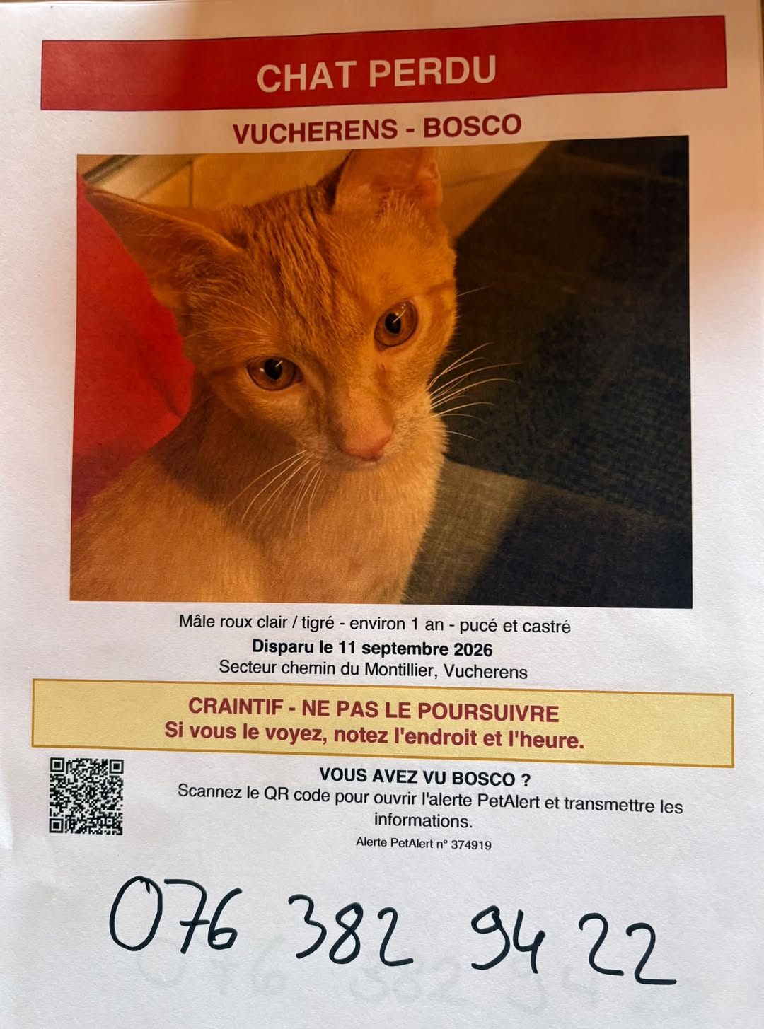 Lost cat