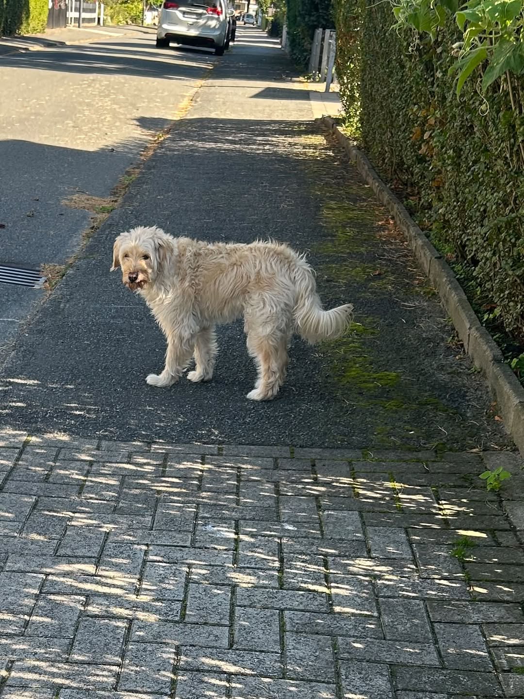 Found dog