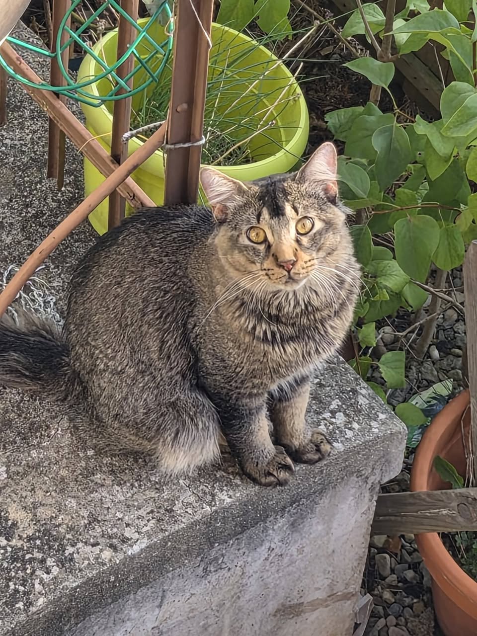 Found cat