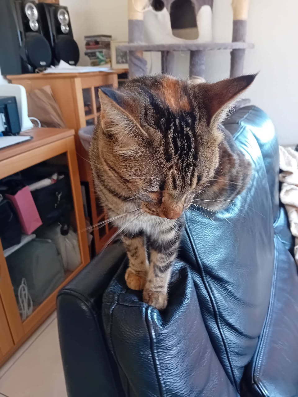 Lost cat