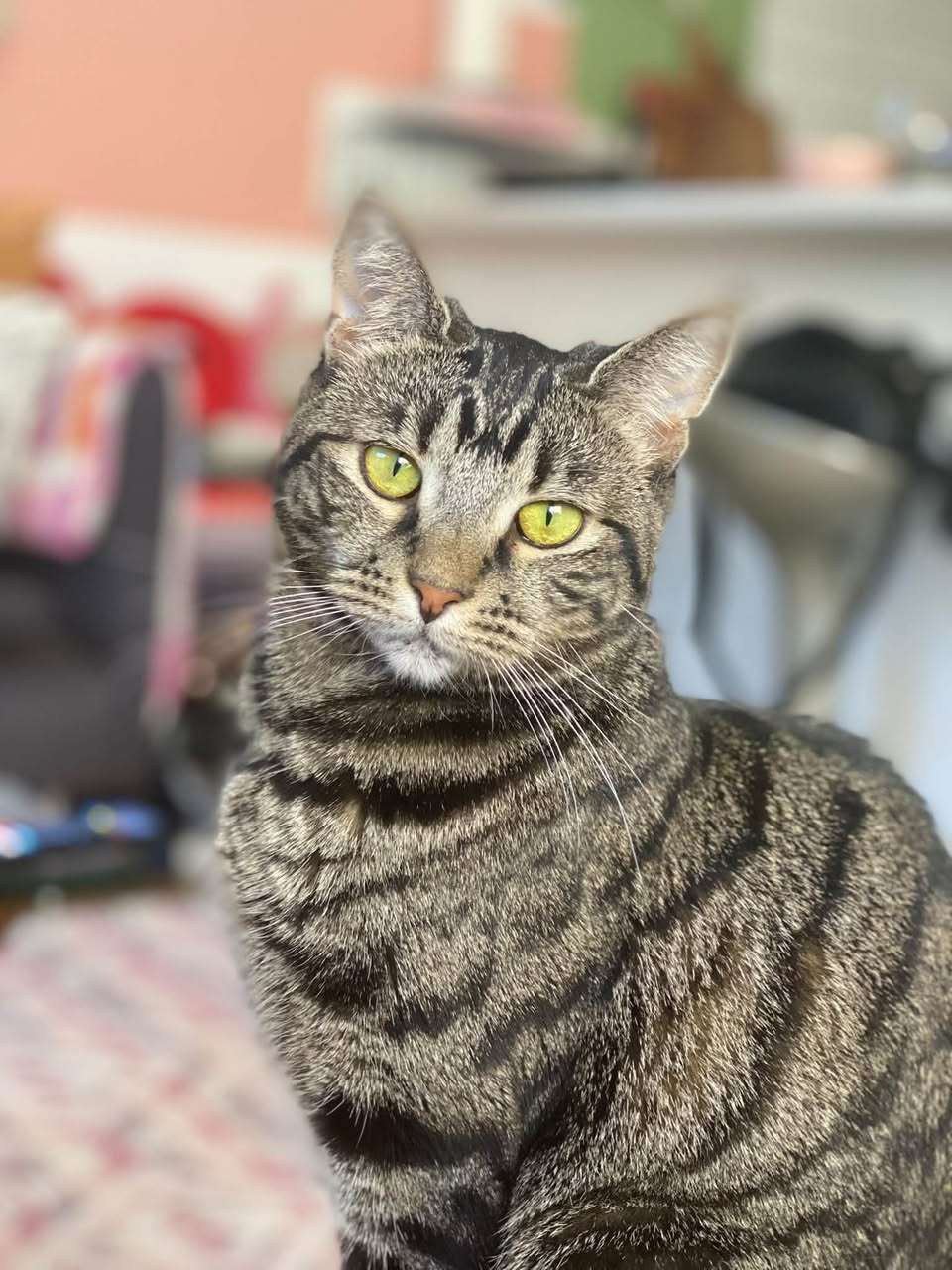 Lost Cat in Australia