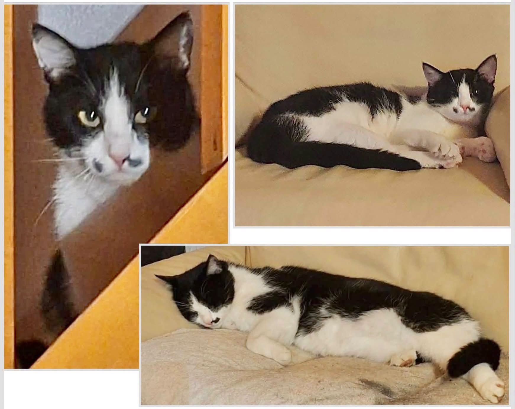 Lost cat