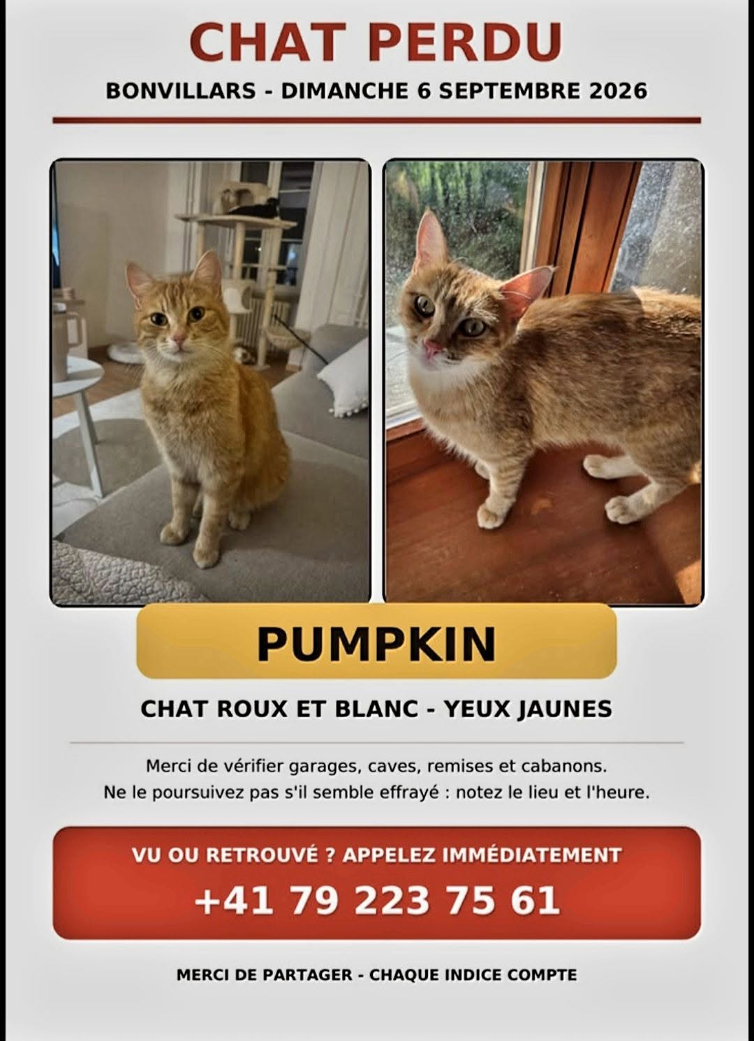Lost Cat in Vaud