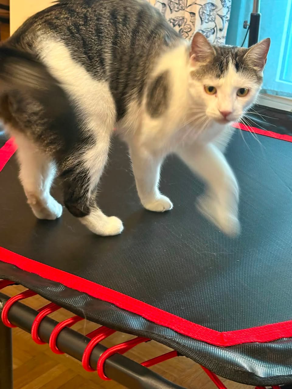 Lost cat