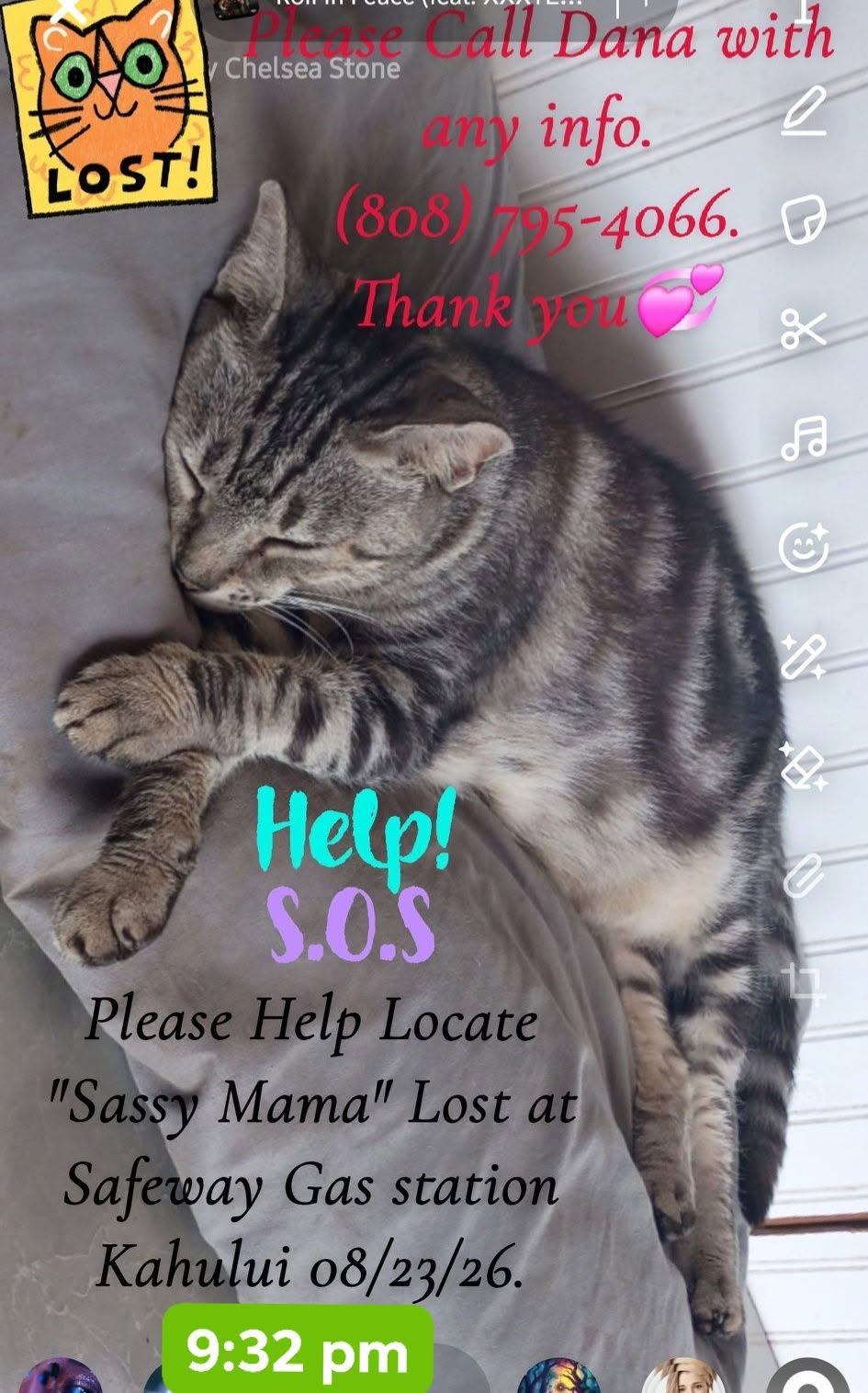 Lost cat