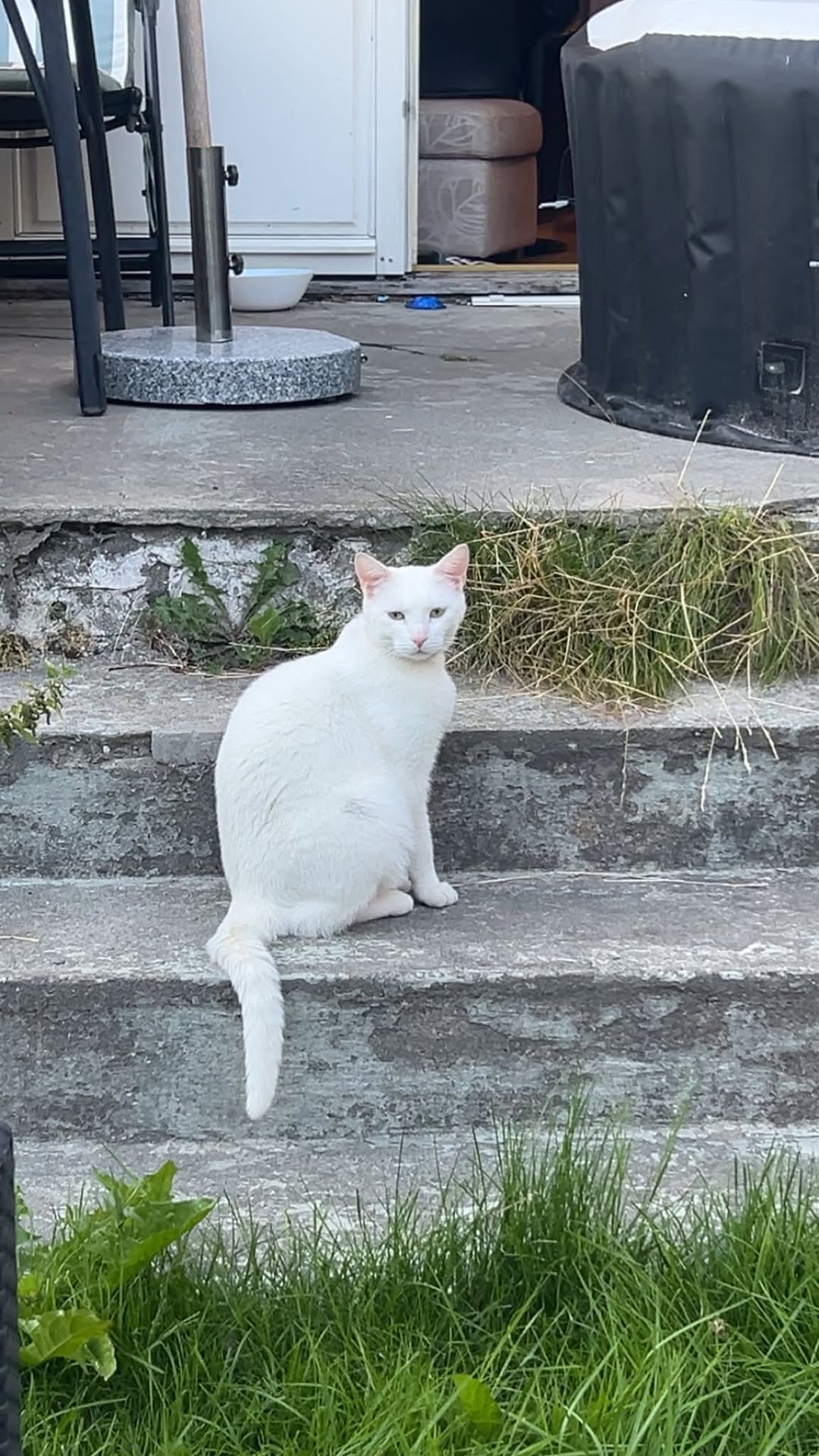 Lost Cat in Jessheim