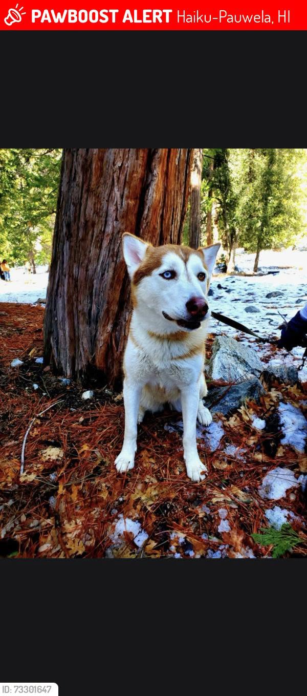 Lost dog