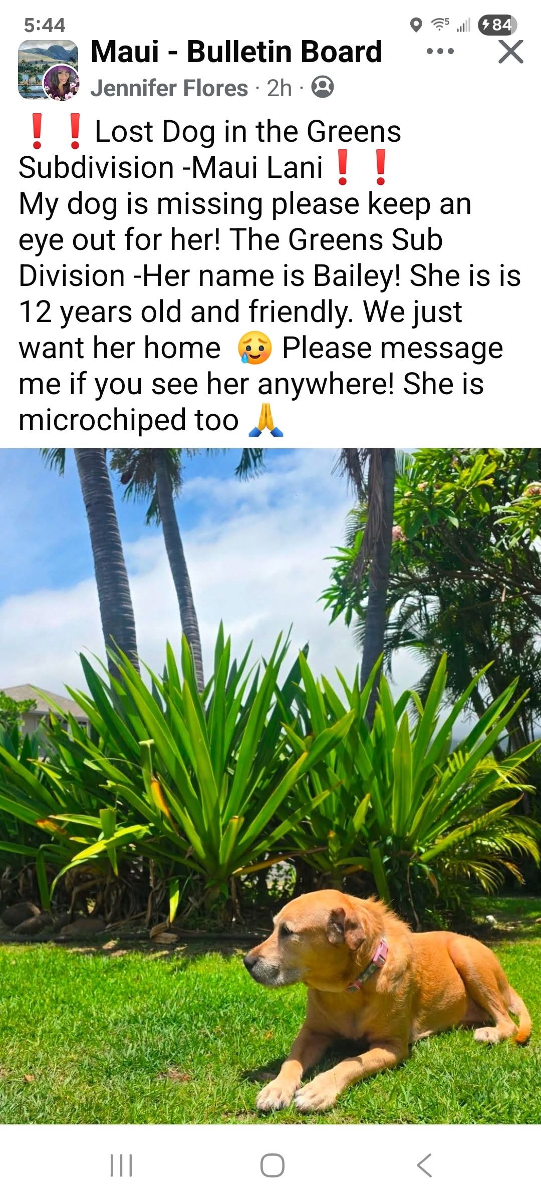 Lost Dog in Maui Lani