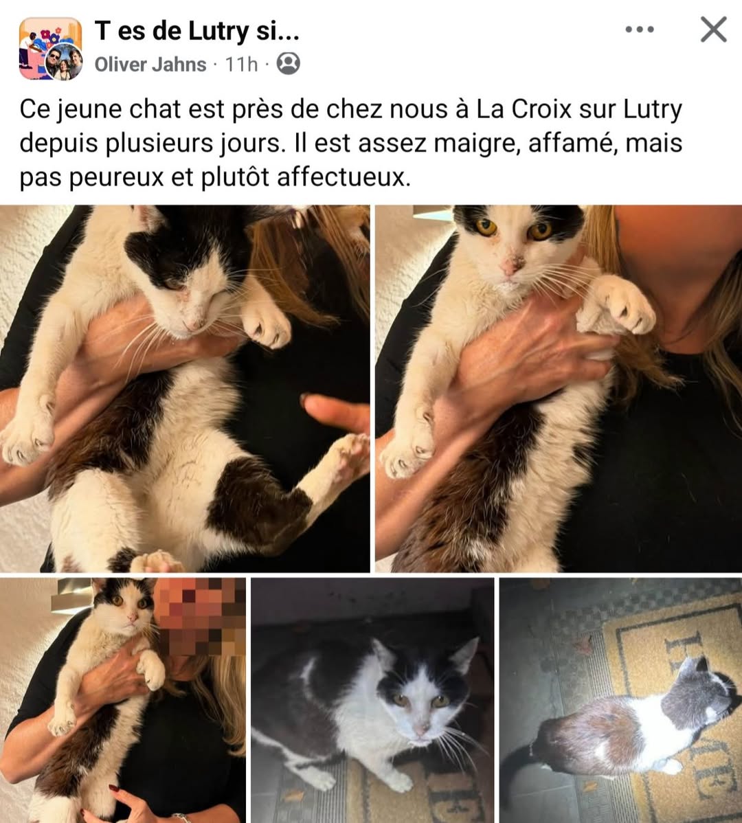 Found cat