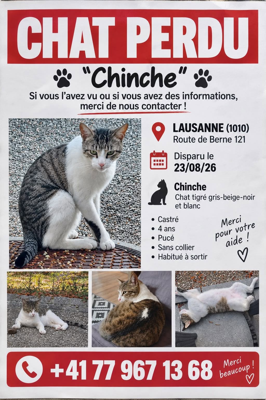 Lost cat