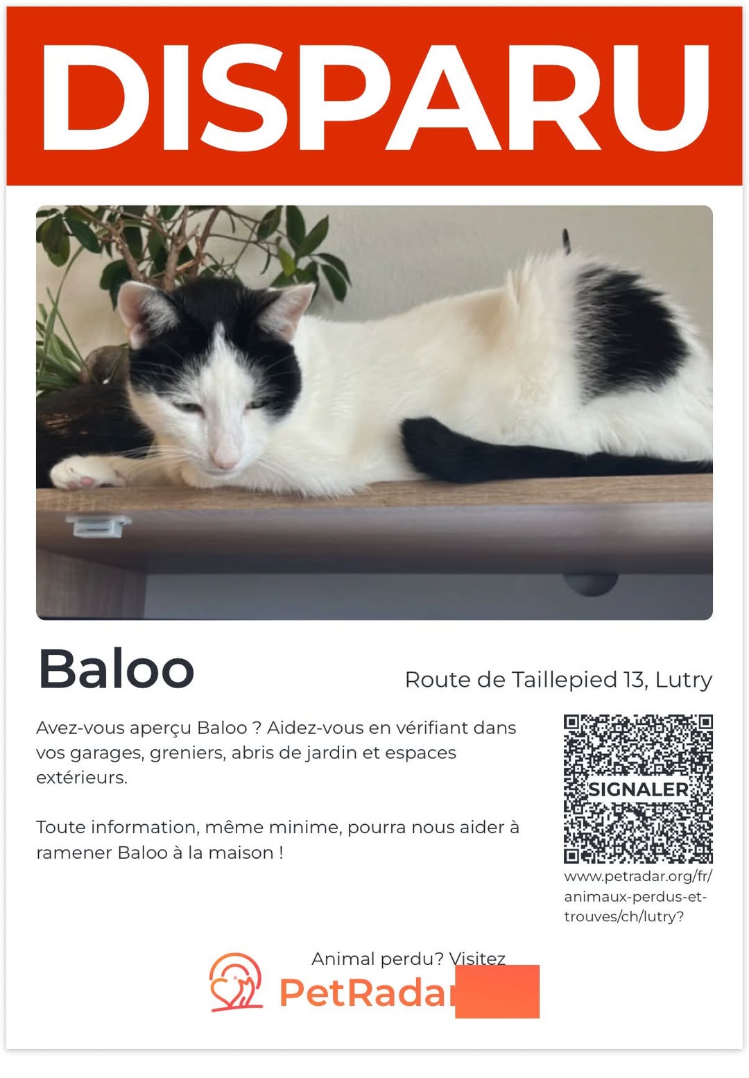 Lost Cat in Lutry