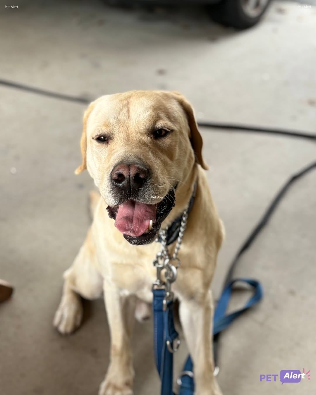 Lost Dog in Chandolin