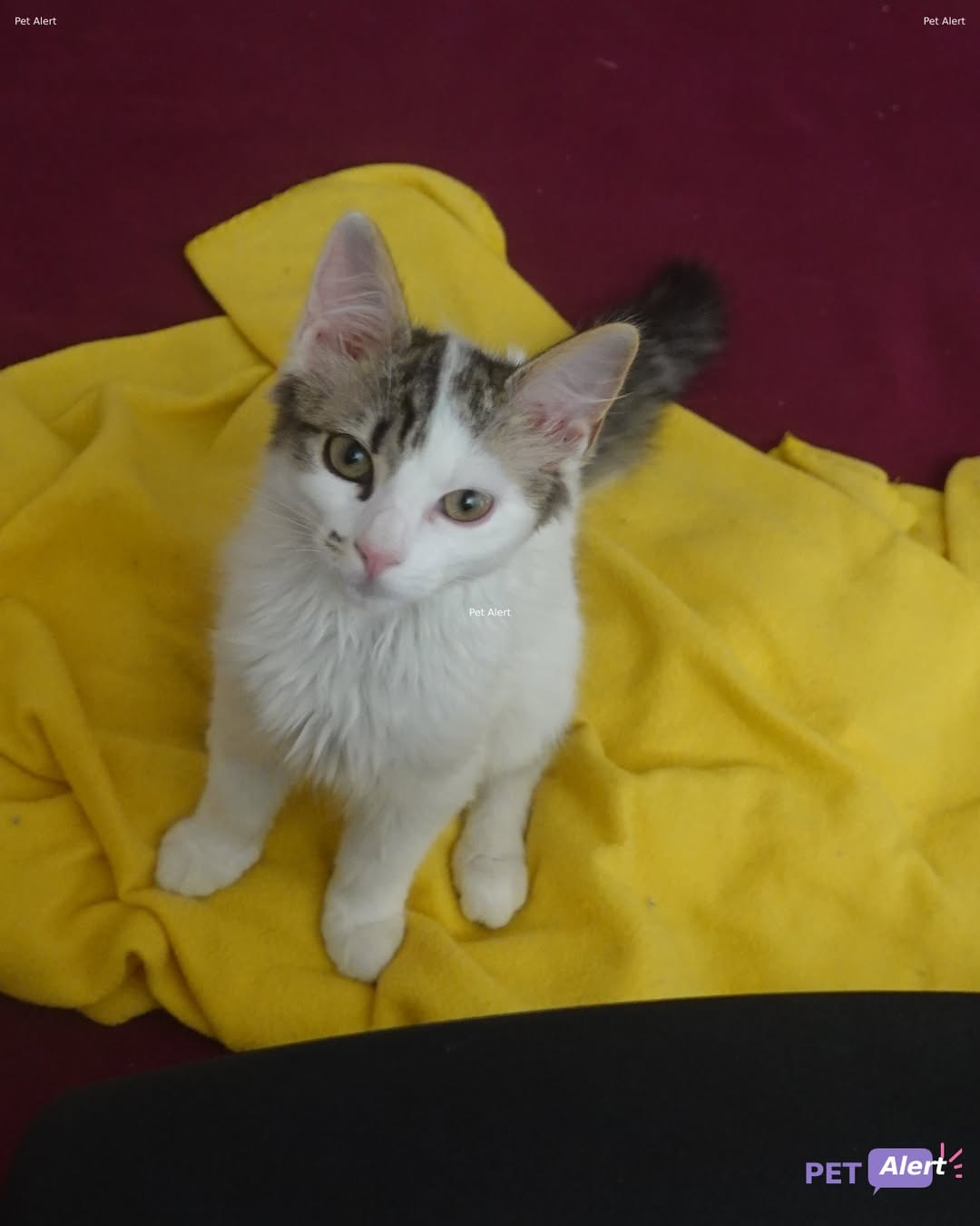 Lost Cat in Lausanne