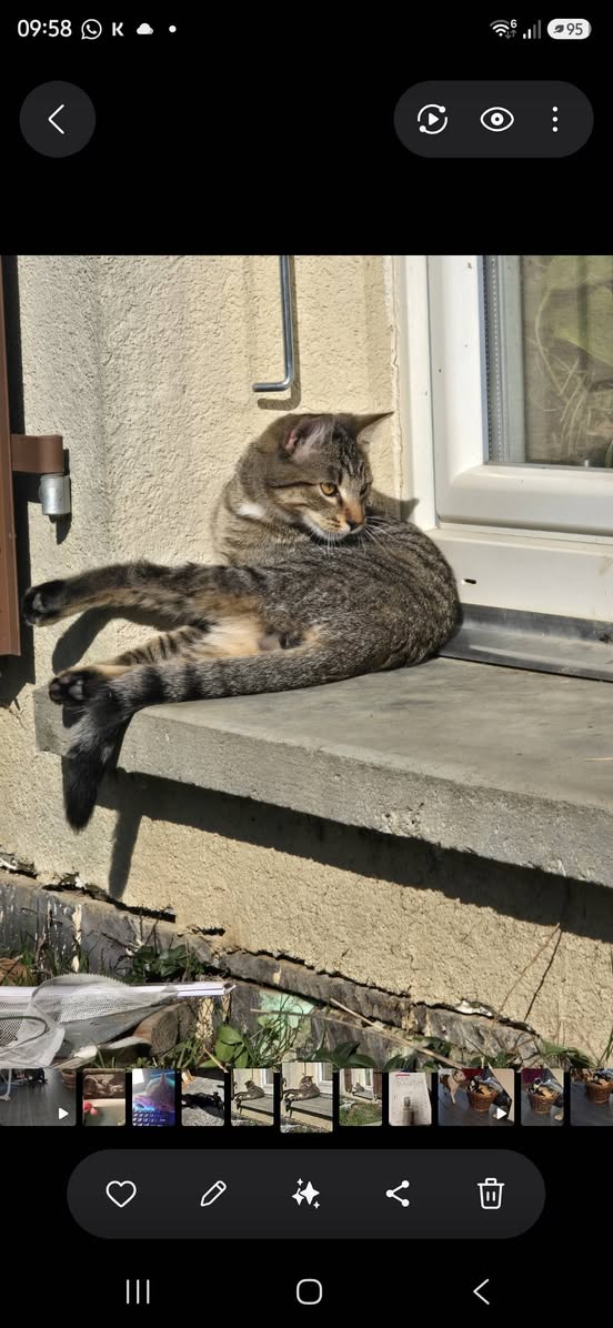 Lost Cat in Savigny
