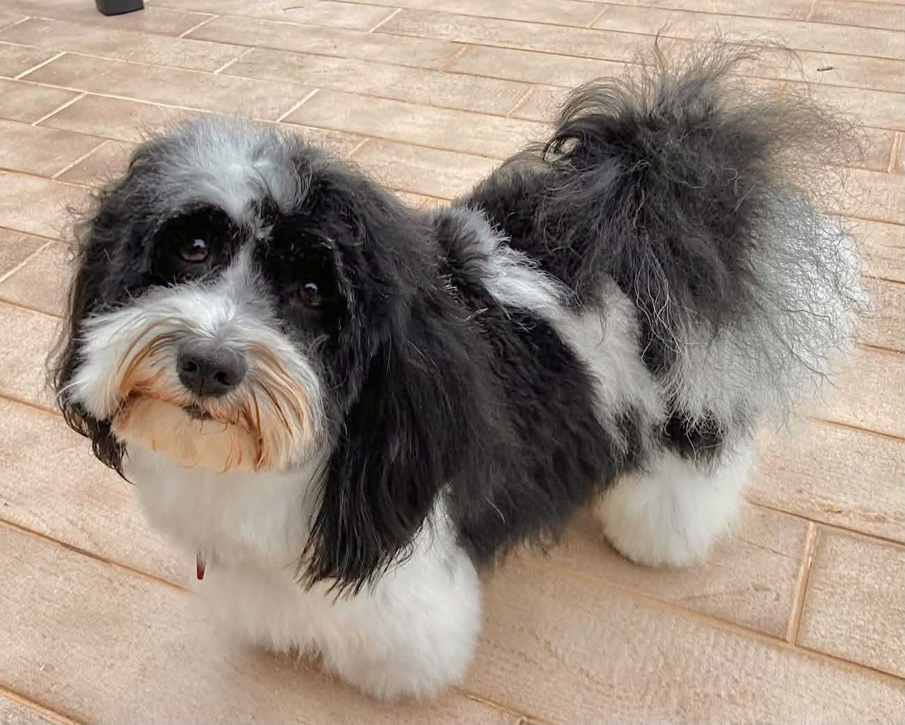 Lost Dog in Aire-La-Ville