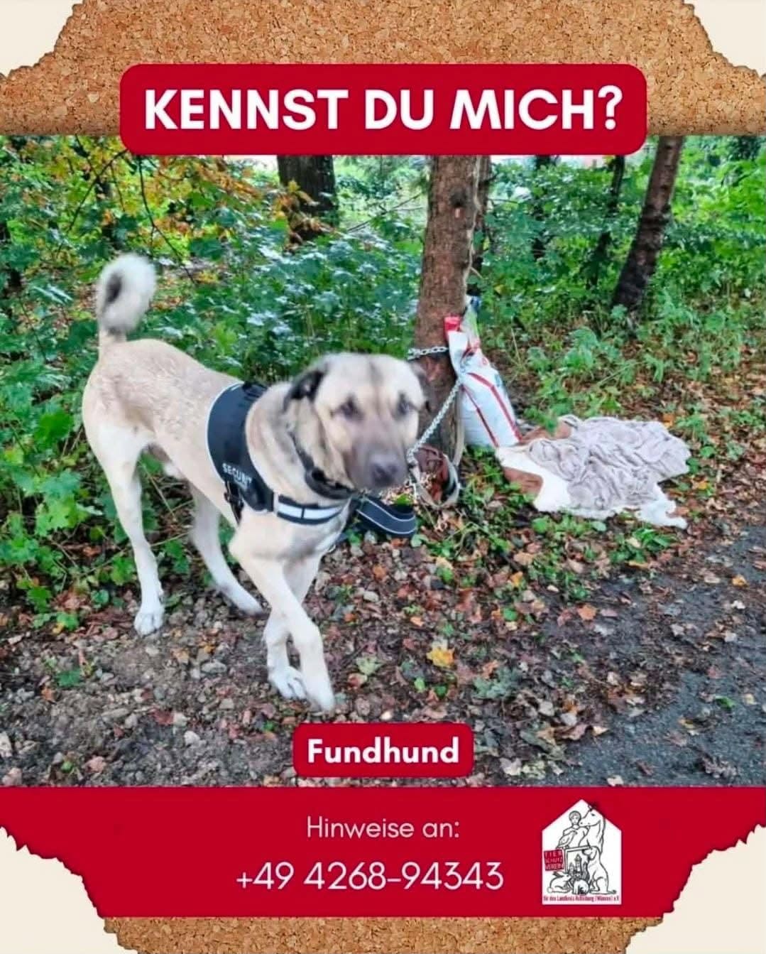 Found dog