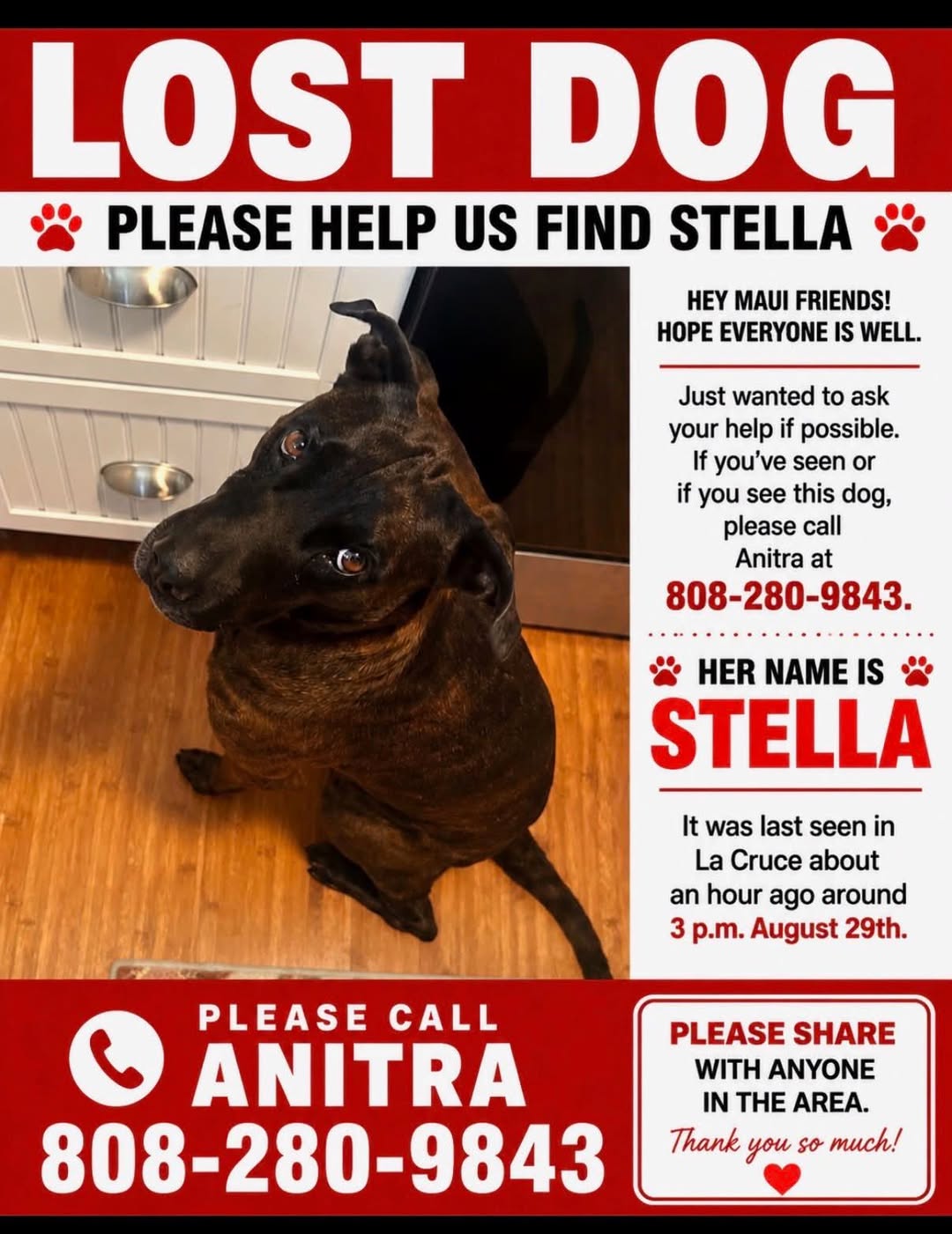 Lost dog