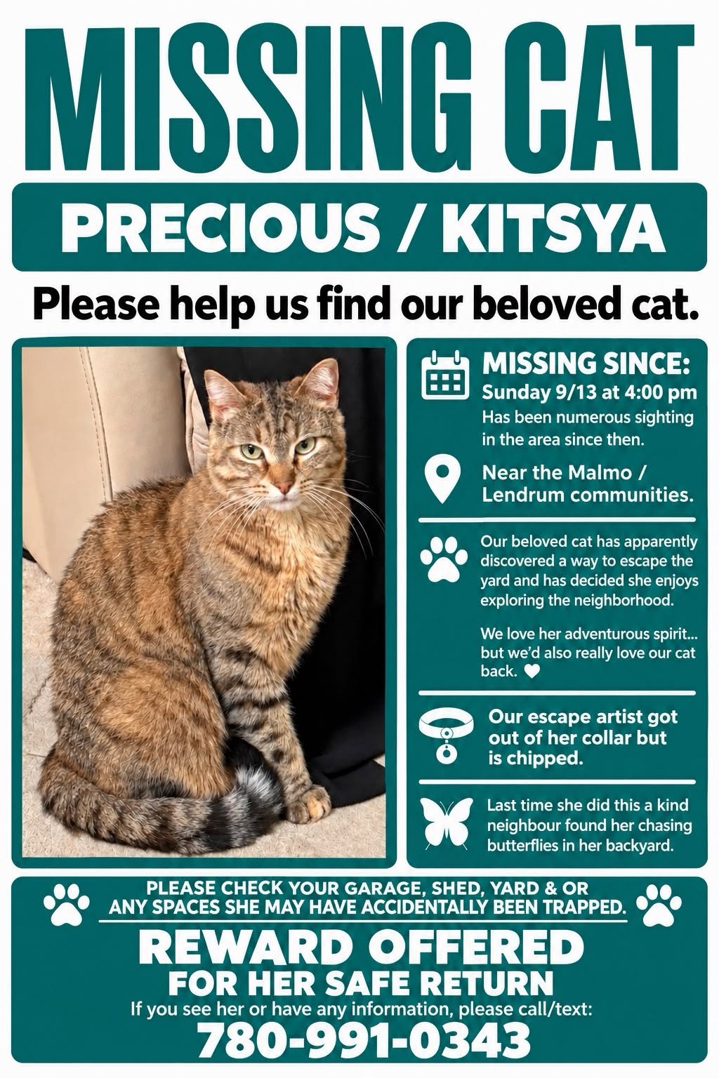 Lost Cat in Edmonton