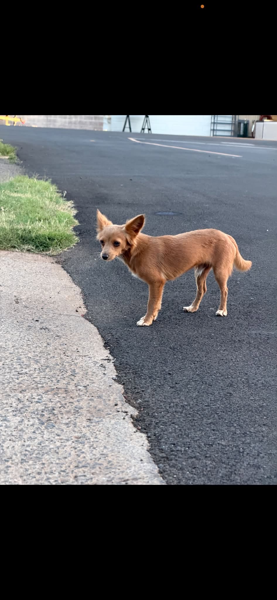 Found dog