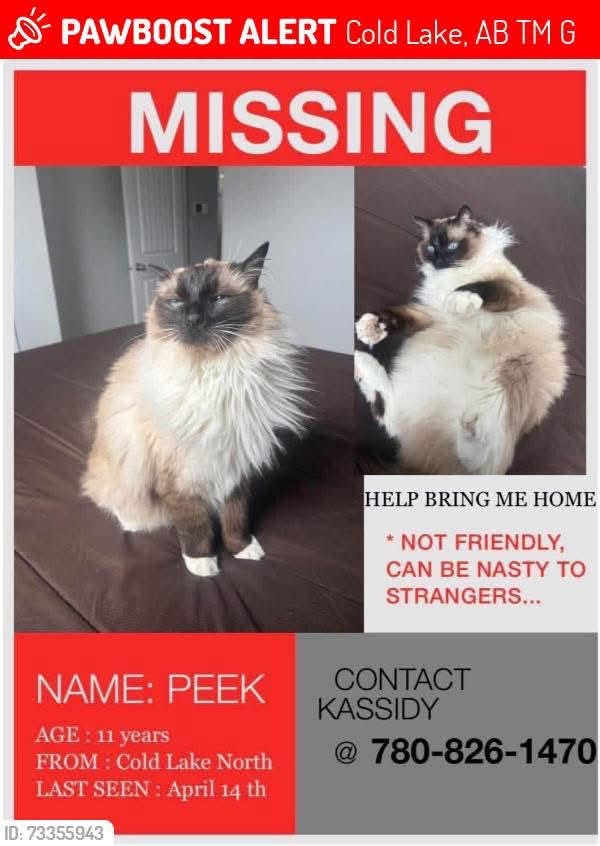 Lost Cat in Cold Lake