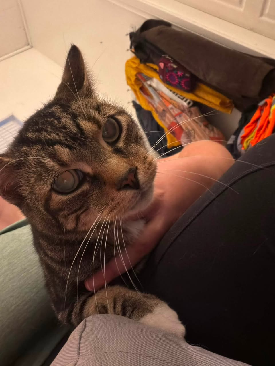 Found cat