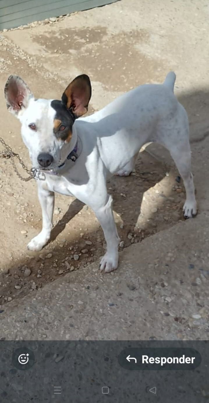 Lost dog