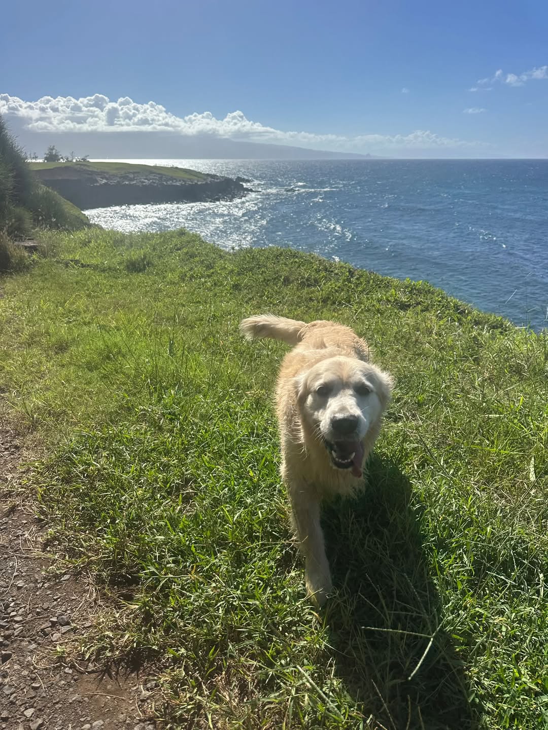 Lost Dog in Haiku