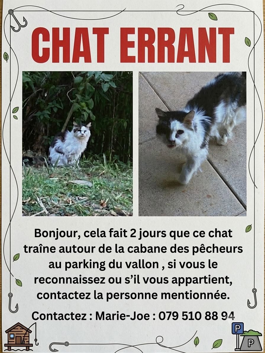 Found cat