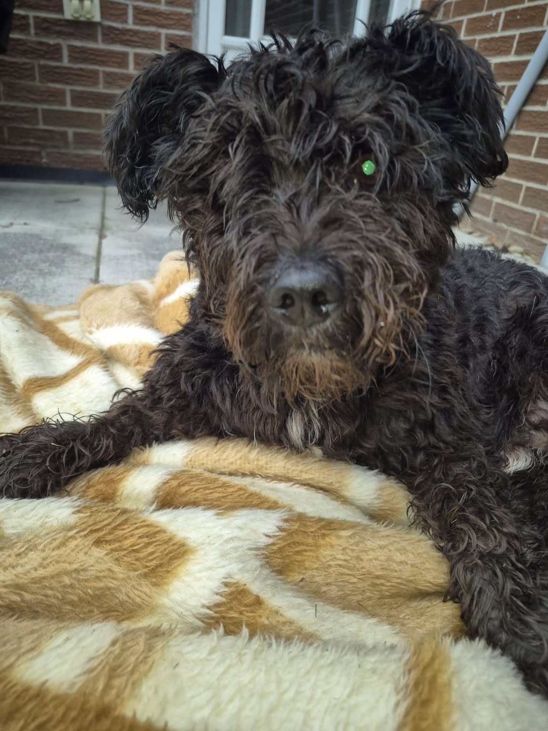 Found Dog in Caledon