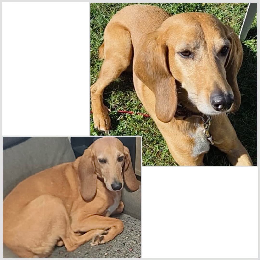 Lost Dog in GrôNe