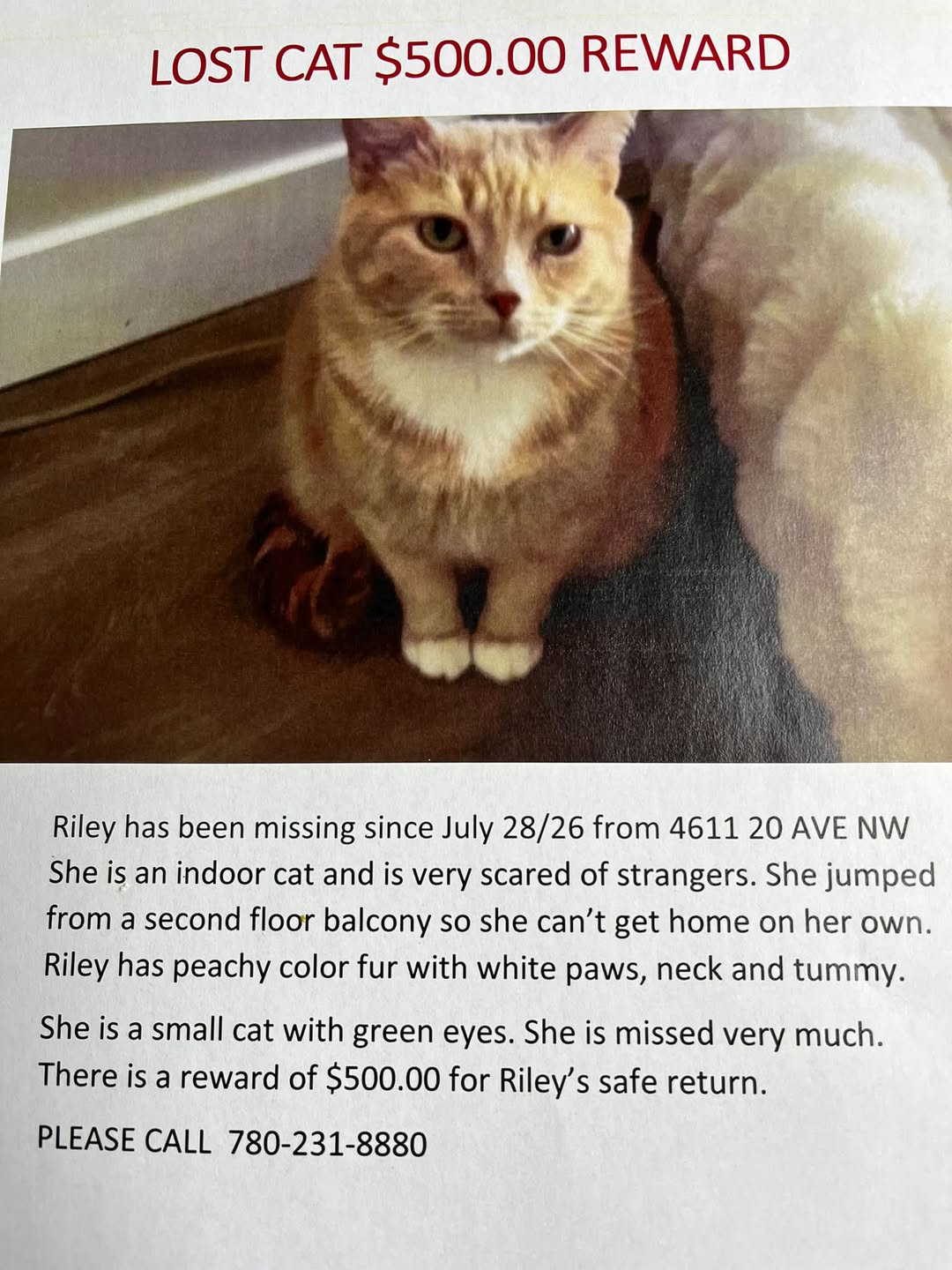 Lost Cat in Edmonton