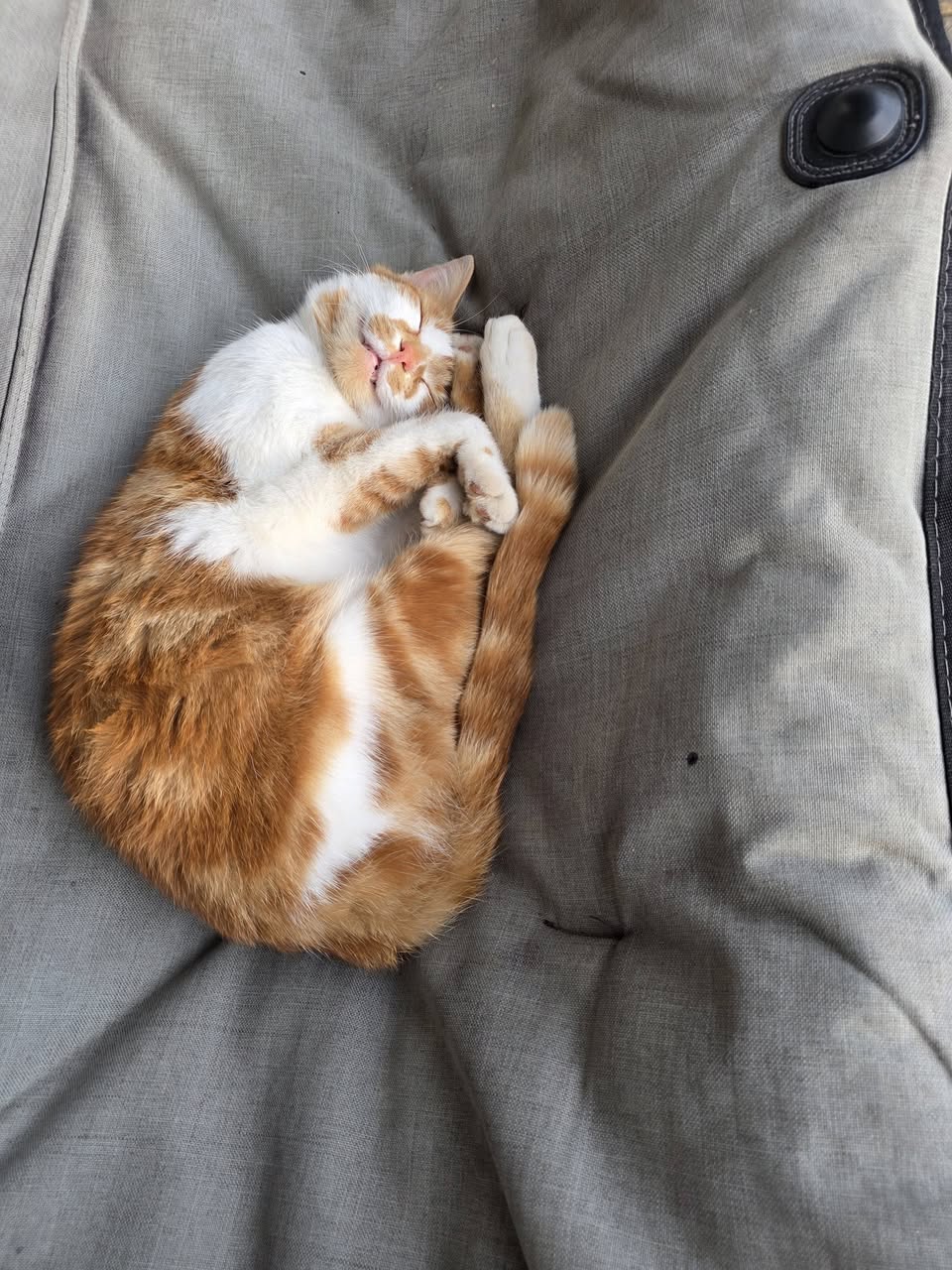 Lost Cat in Local