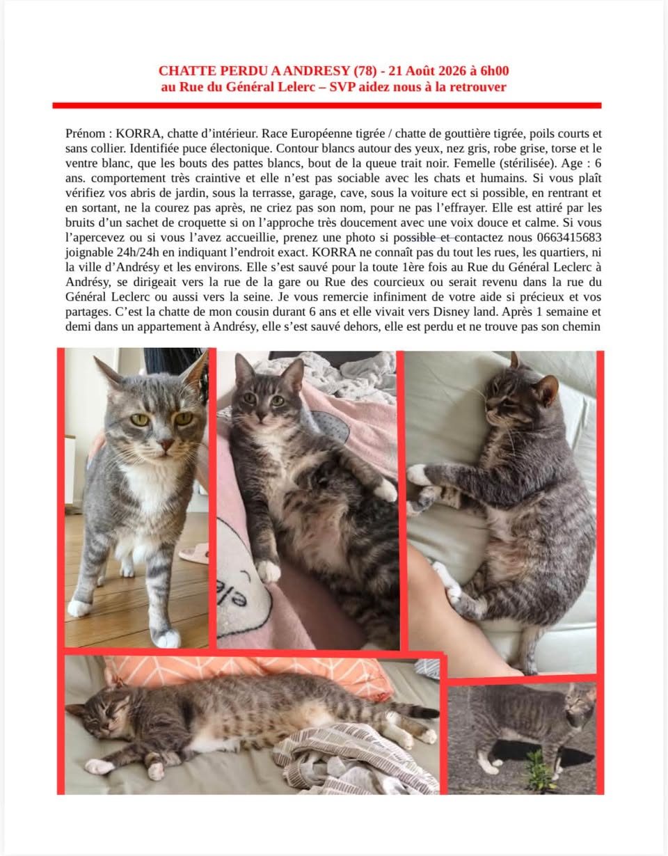 Lost Cat in AndréSy
