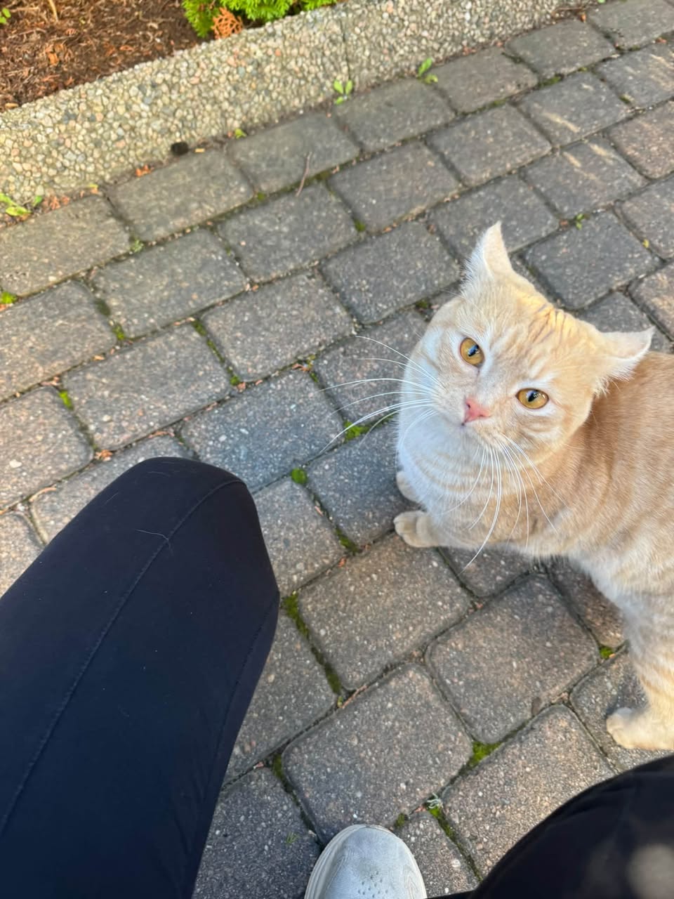 Found cat