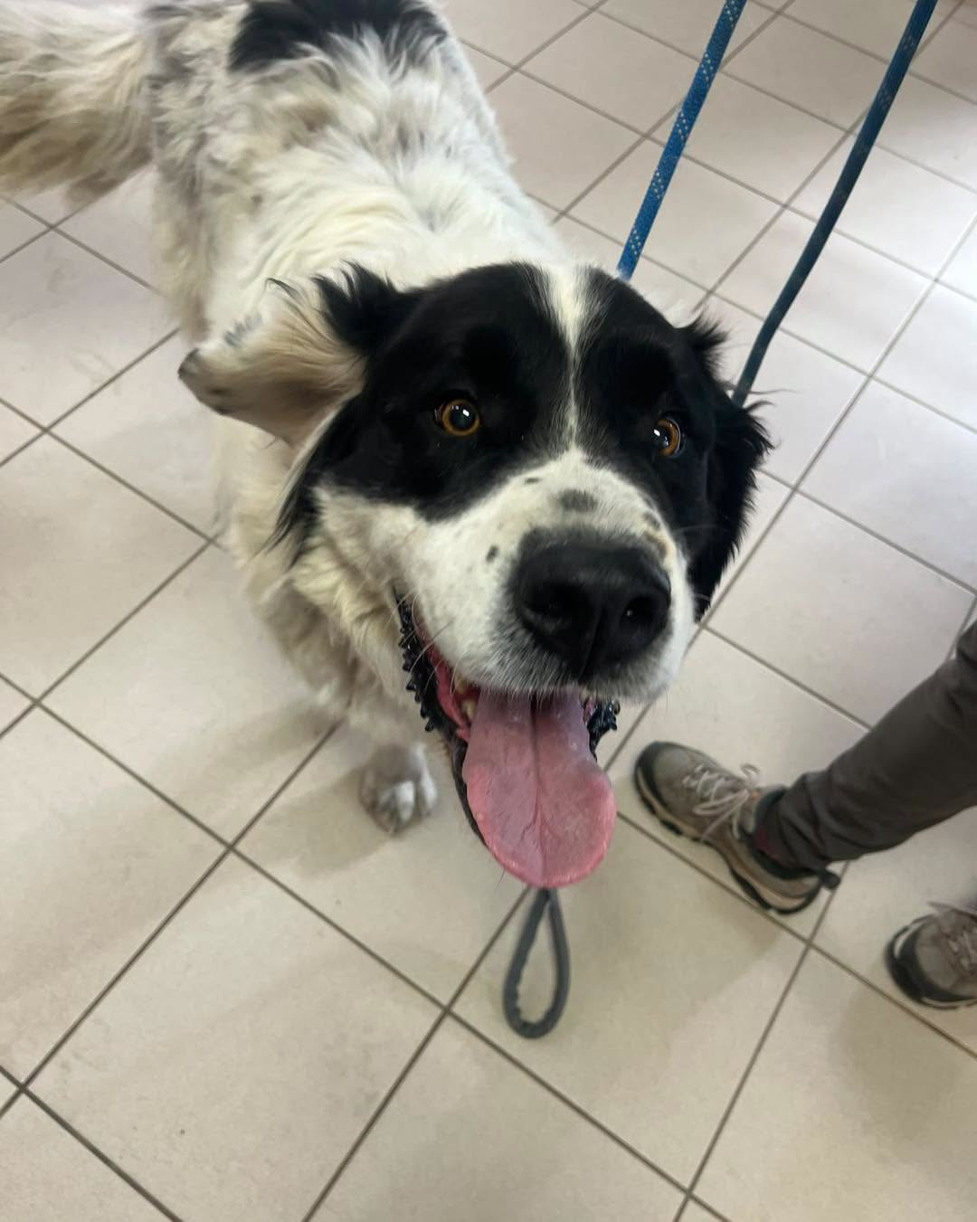 Found dog