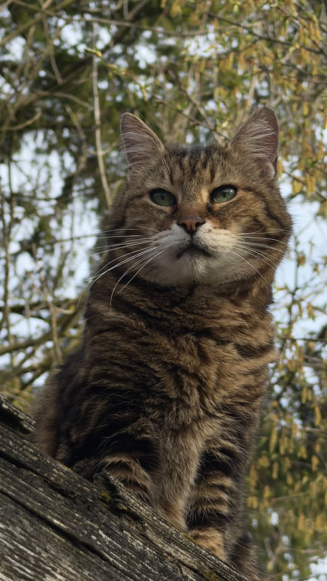 Lost Cat in Vufflens-La-Ville