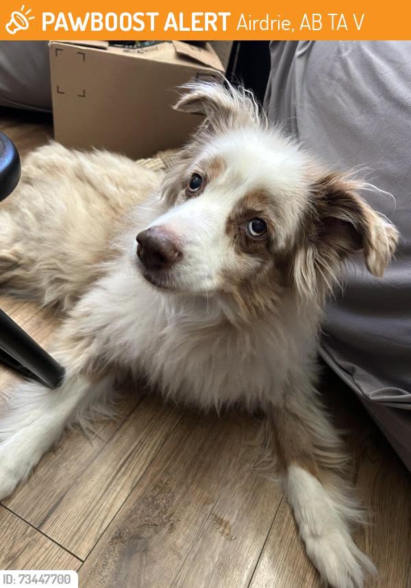 Lost dog