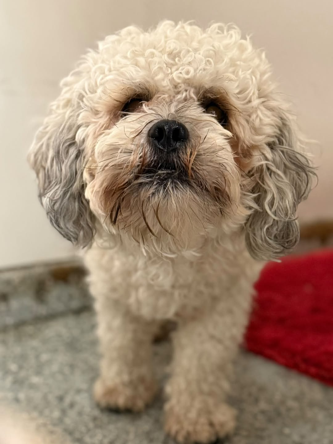 Found dog