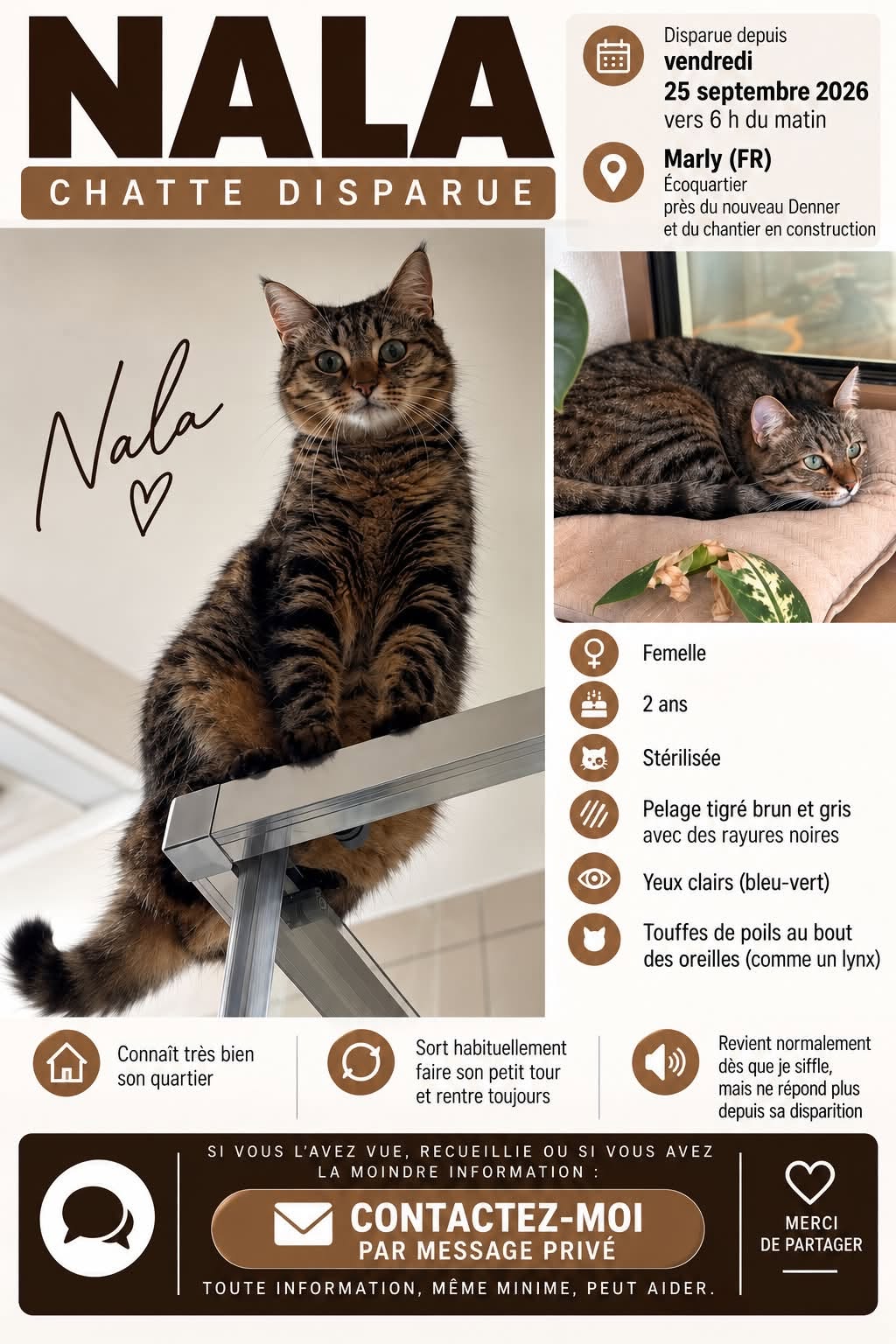 Lost Cat in Marly