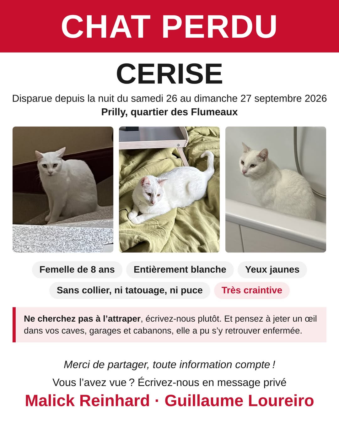 Lost cat