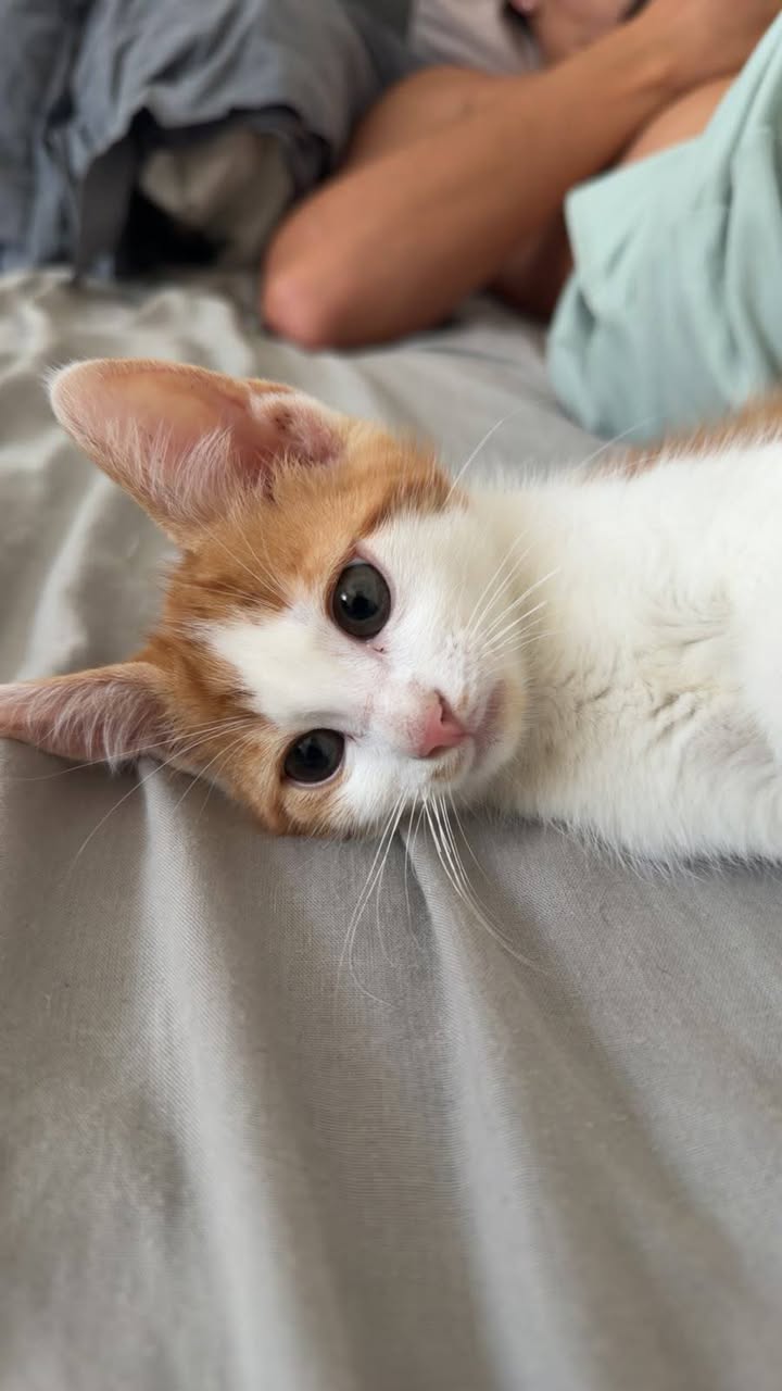 Lost cat
