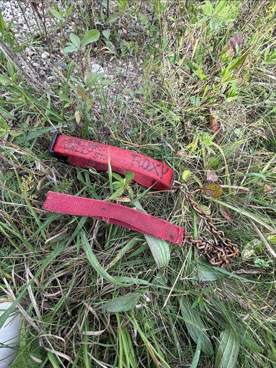 Found Collar in Shelburne