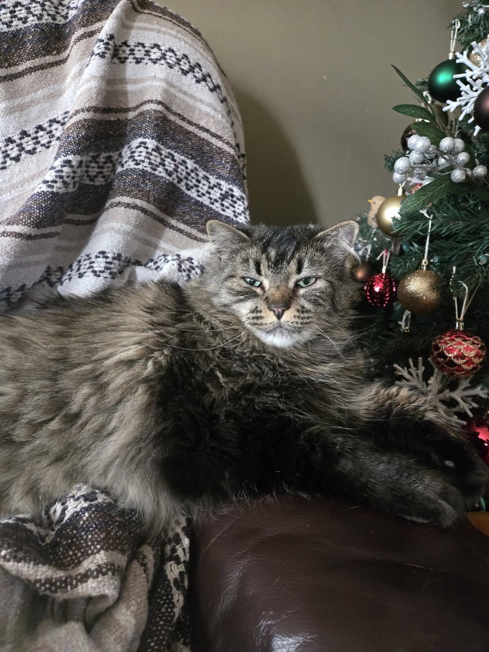 Lost cat