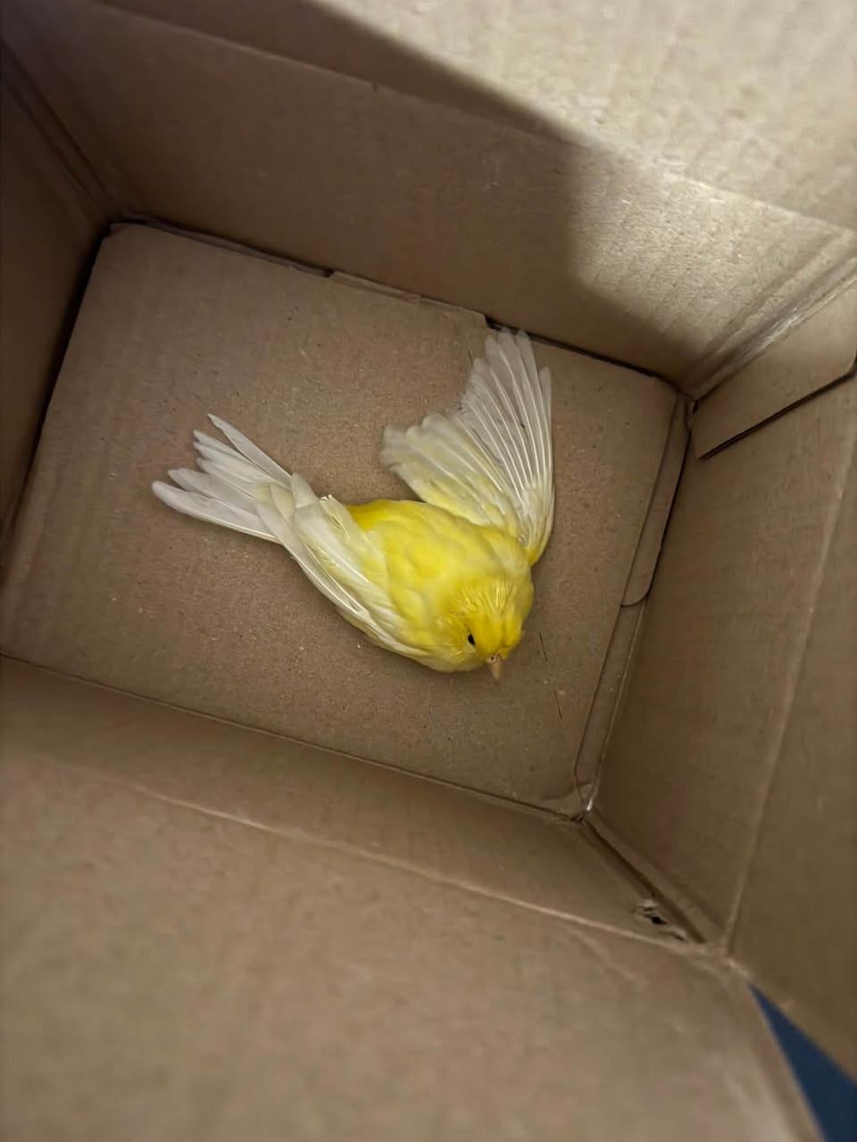 Found bird